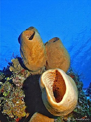 This photo was taken while diving at Columbia Deep in Coz... by Steven Anderson 